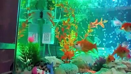 aquarium