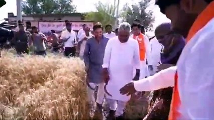 भूपेंद्र यादव खेत में महिलाओं के बीच पहुंचे; गेहूं की कटाई की, देखें वीडियो