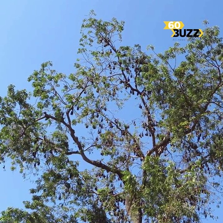 សត្វ​ជ្រឹង​រាប់​ពាន់ក្បាល រស់នៅ​តាមដើមឈើជាប់ស្ទឹងសង្កែ ទាក់ទាញភ្ញៀវទេសចរមកទស្សនាមិនដែលដាច់