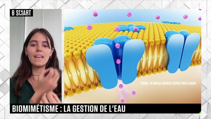 Améliorer notre gestion de l’eau grâce au biomimétisme 
