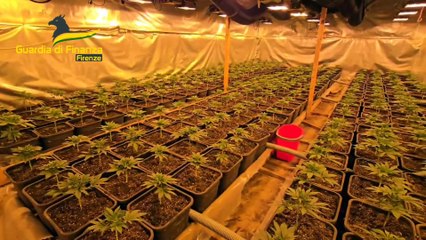 Sesto Fiorentino, sequestrata piantagione di marjiuana