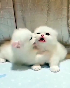 #cat #cats #catsofinstagram #catstagram #catlife #funnycatvideos #funn