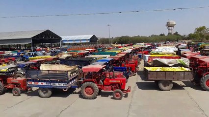 Скачать видео: The arrival in the market was so much that the 52 bigha premises became small.