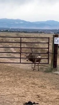 Venado de Cola Blanca inteligente se filtra por la puerta de un cerco