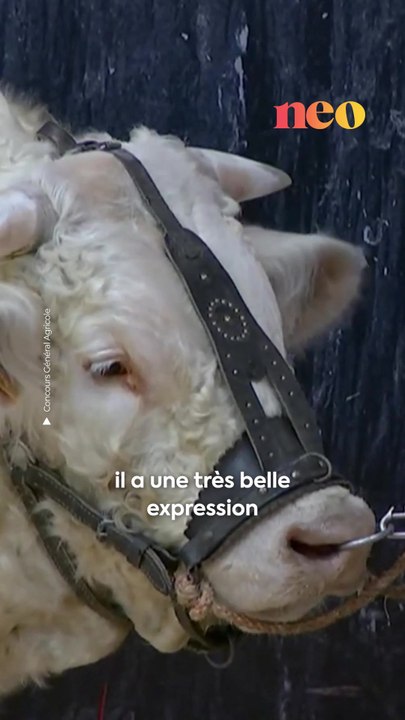 Le taureau Redoutable a remporté le premier prix du concours charolais, organisé au Salon de l'agriculture ce dimanche 25 février 2024. De quoi rendre fiers ses propriétaires, Rosanne Lemaître et Loïc Pipponiau.  : Concours Général Agricole