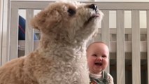 'Moments like this are Everything to me!' - Baby laughs her heart out while watching mom and doggo play