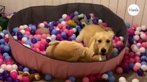 Compra una piscina de bolas para su perro: su reacción hace que 9 millones de personas se partan de risa (Vídeo)FR_166832