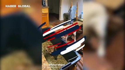 Köpeğin yeni doğan buzağıya olan ilgisi viral oldu: "Oyuncağını paylaştı"