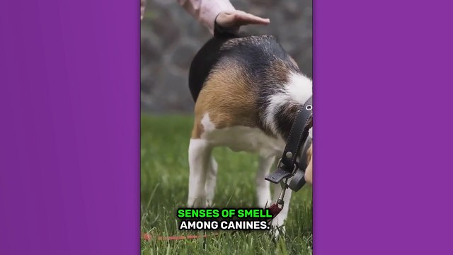 Revolutionizing Content Creation: Afrikaans AI Video Generator