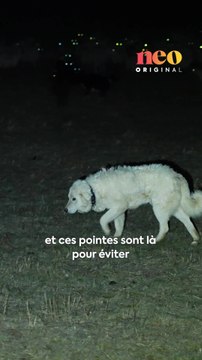 Les attaques de loup sur les troupeaux sont presque devenues quotidiennes. Pour Cédric, éleveur de brebis, la présence du loup a un véritable impact sur son exploitation.