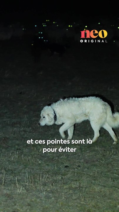Les attaques de loup sur les troupeaux sont presque devenues quotidiennes. Pour Cédric, éleveur de brebis, la présence du loup a un véritable impact sur son exploitation.  