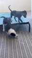 Puppy Falls While Trying to Jump on Dog Bed