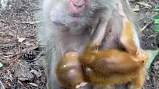baby monkey cute animals 73
