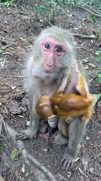 baby monkey cute animals 73
