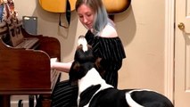 Music-loving dog sings along when owner plays the piano