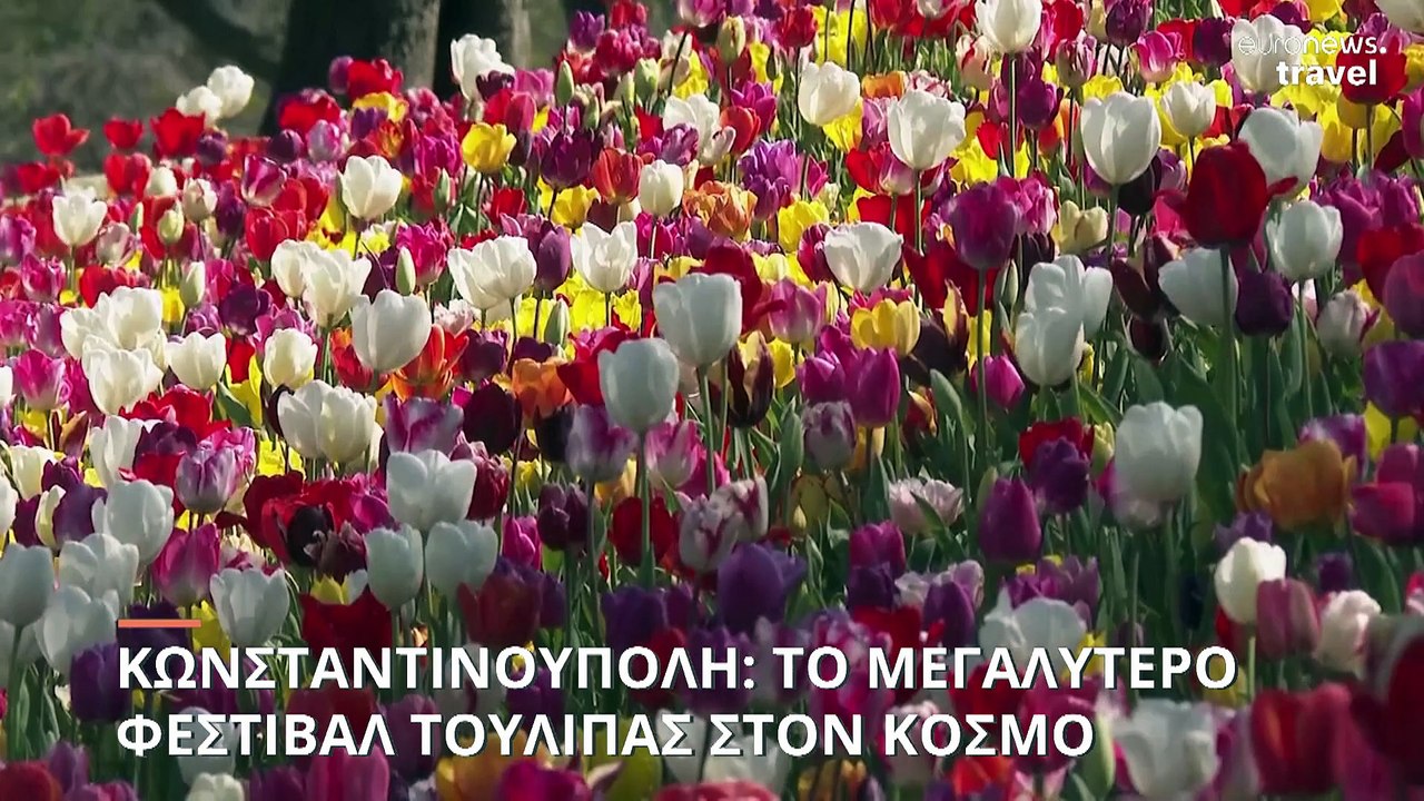 Στην Κωνσταντινούπολη το μεγαλύτερο «φεστιβάλ τουλίπας» στον κόσμο