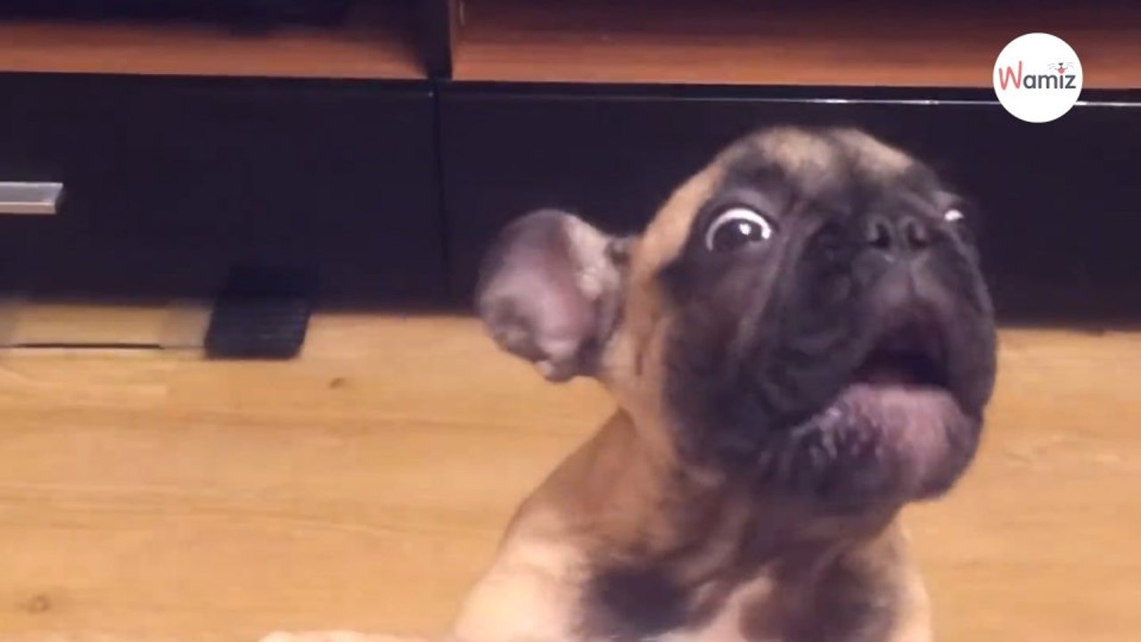 Wutanfall von Welpe, der nicht aufs Sofa darf, ist zum Totlachen (Video)