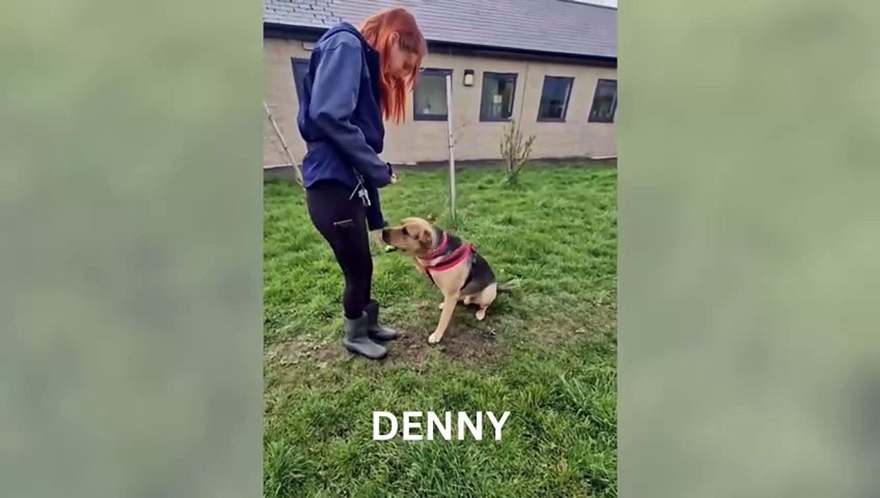 Adopt a dog Sheffield: RSPCA shares adorable videos of rescue dogs ready to go to their forever home
