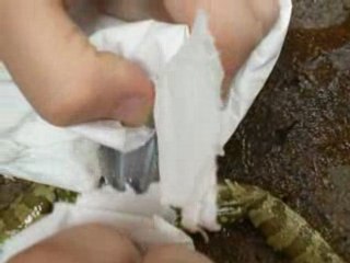 Dissection grenouille PhyA