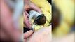 Miracle pup survives after being tossed from car