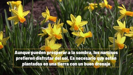 5 Plantas De Exterior Casi Imposibles De Matar