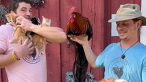 Meet Romeo, the black-breasted red rooster with the longest tail feather