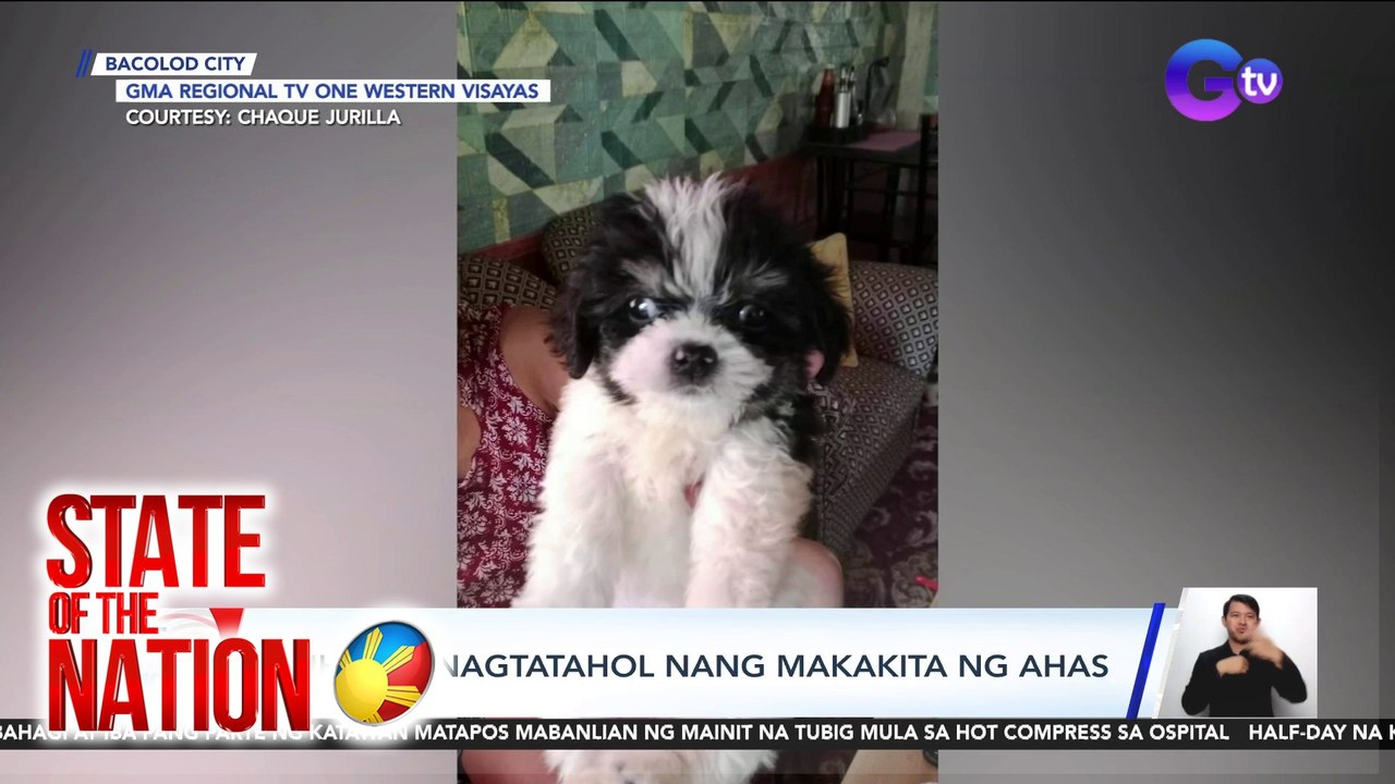 State of the Nation Part 2 & 3: Shih Tzu, iniligtas ang pamilya mula sa ahas;Antique Grassfire;atbp.