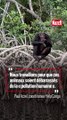 Au Congo, avec les chimpanzés qui réapprennent la liberté