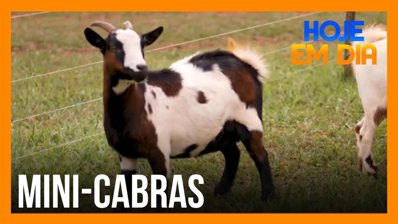 Julinho Casares visita uma criação de mini-cabras na cidade de Tatuí, interior de São Paulo