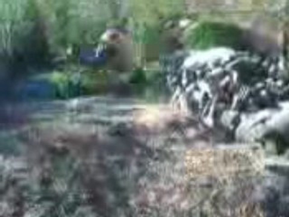 1 petit salto de sean