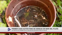 PRIMER CASO AUTÓCTONO DE DENGUE EN MAR DEL PLATA