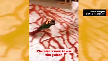 Hulvaton video: lintu puolustautuu kissoja vastaan käyttäen kitaraa