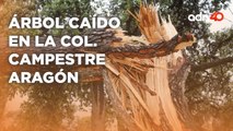 Se reportó un árbol caído en la Colonia Campestre Aragón a causa de los fuertes vientos