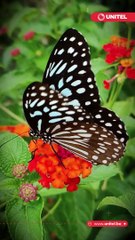 ¿Cuál es la hierba aromática que previene la demencia y quita el mal aliento?