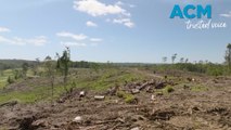 Confused koalas try to climb tree stumps amid native forest logging