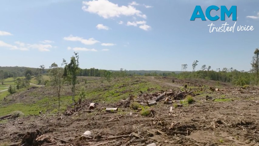 Confused koalas walk in circles and try to climb stumps of logged trees in Pine Creek State Forest. The Australian Institute released the video in a campaign to stop the government’s continued support for native forest logging. Video via AAP.