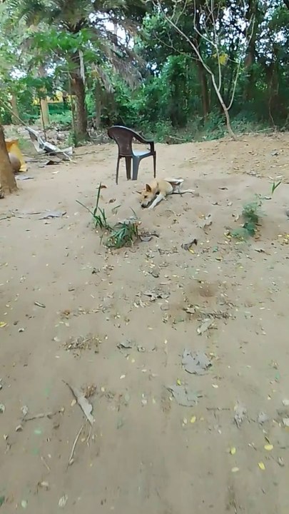 Dog