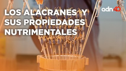 ¿Cuáles son las propiedades nutrimentales de los alacranes? I Ruleta Informativa