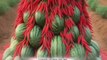 Have you ever seen your chilli and watermelon plants look like this?/मिर्ची और वाटरमेलो एक साथ देखो