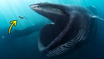 Would You Survive If a Giant Whale Swallowed You?