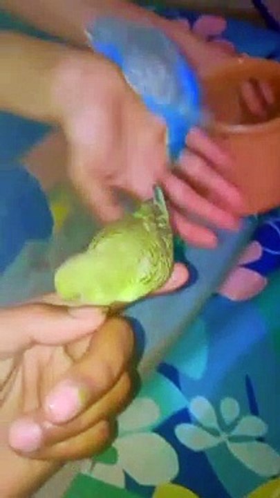 newly hatched cockatiel chicks