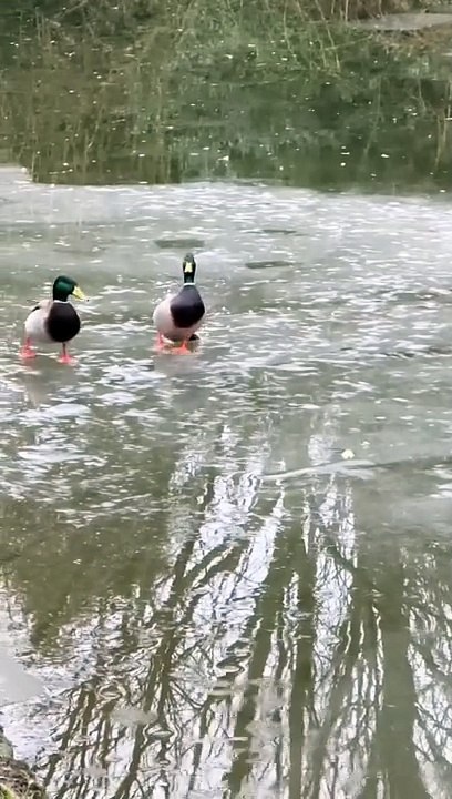 Ice Skating