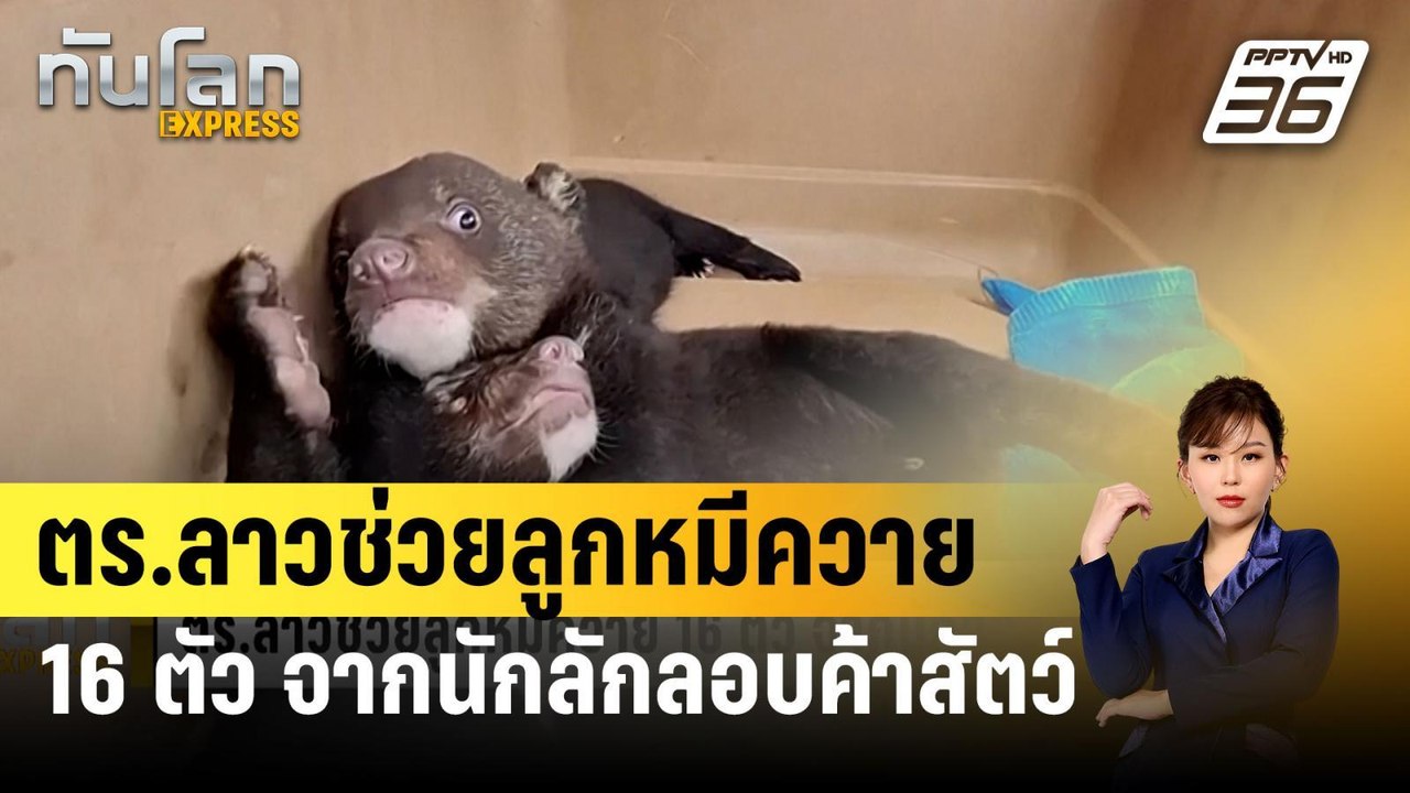 ตร.ลาวช่วยลูกหมีควาย 16 ตัว จากนักลักลอบค้าสัตว...