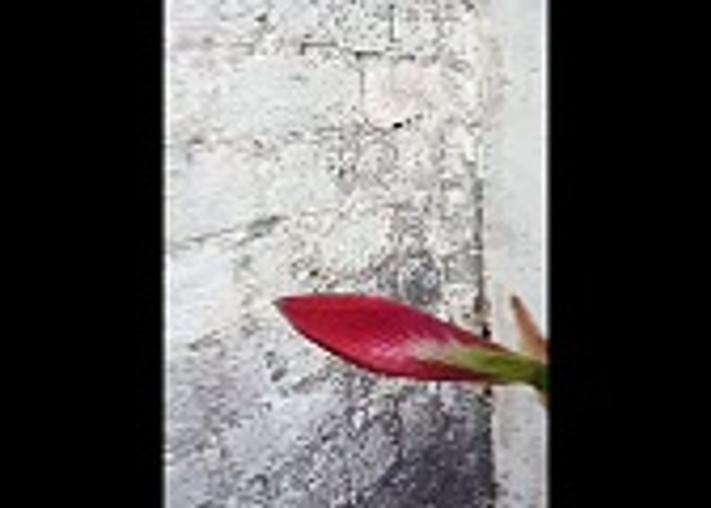 InShot_20240410_094327026