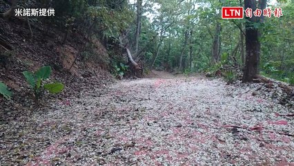 飄「雪」了！八卦山桐花紛飛鋪雪白花毯 漫步林間超浪漫（米諾斯提供）