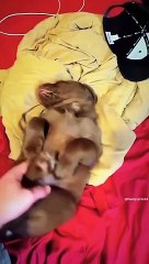 Someone press the snooze button