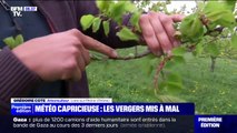 Les arboriculteurs inquiets à cause des changements rapides de météo