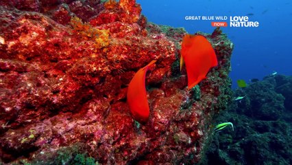 Great Blue Wild - 01. Socorro