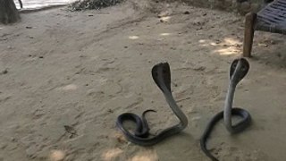 Rescue Two  Big Size Indian Cobra
