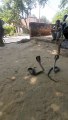 Rescue Two  Big Size Indian Cobra